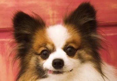 ​哈士奇和狼的血缘哈士奇跟狼杂交出的动物叫什么？