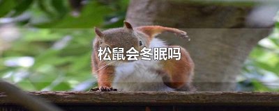 松鼠会冬眠吗