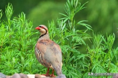 ​石鸡百科知识，中国62种雉科之一