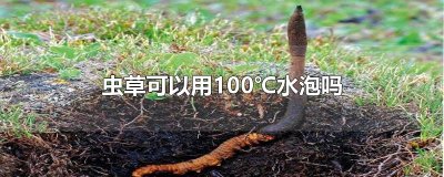 ​虫草可以用100℃水泡吗