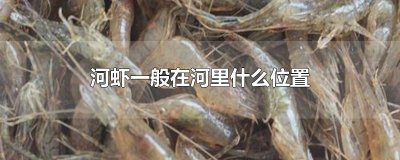 ​河虾一般在河里什么位置