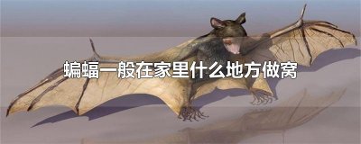 ​蝙蝠一般在家里什么地方做窝