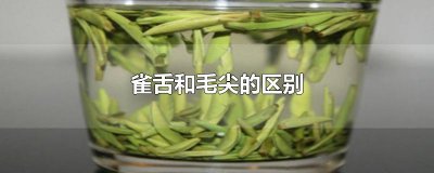 ​雀舌和毛尖的区别