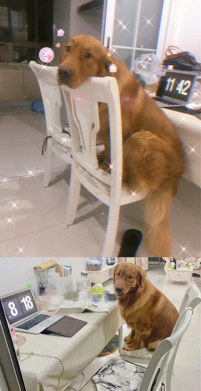 宠物狗死亡事件(狗狗托运途中惨死)(12)