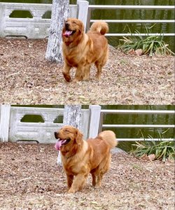 ​宠物狗死亡事件（狗狗托运途中惨死）