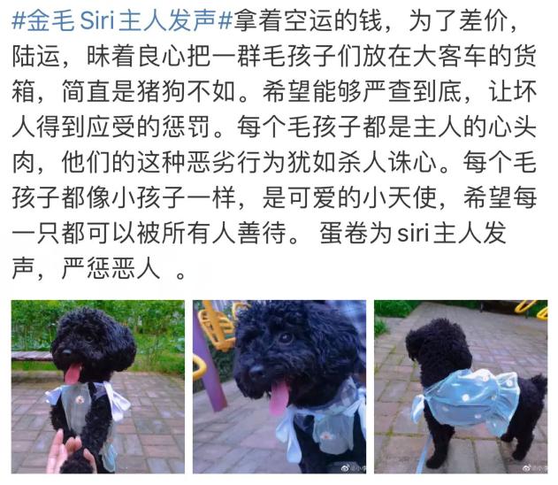 宠物狗死亡事件(狗狗托运途中惨死)(27)