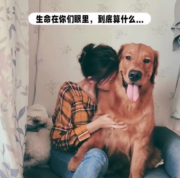 宠物狗死亡事件(狗狗托运途中惨死)(13)