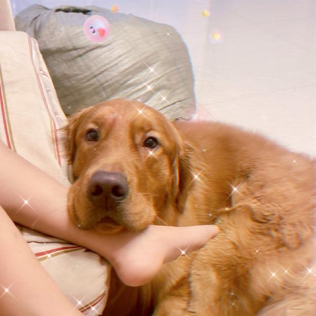 宠物狗死亡事件(狗狗托运途中惨死)(21)