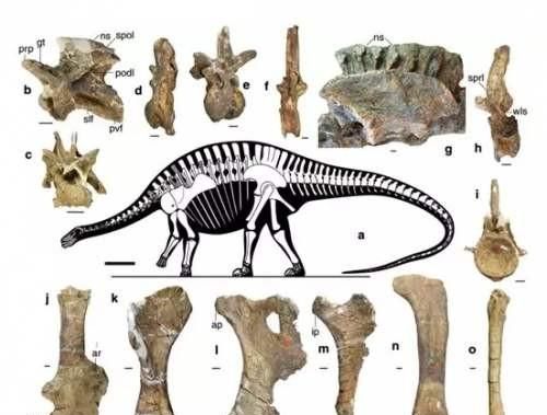 马门溪龙和腕龙的区别,马门溪龙和腕龙谁的脖子长?图5