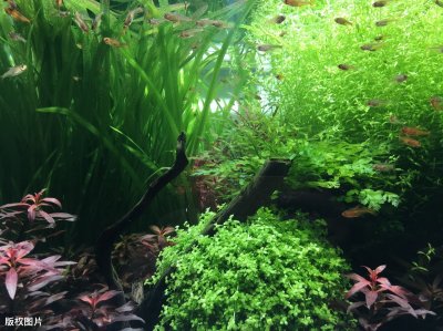​水草怎么养长得好（养殖观赏水草需要注意哪些问题）