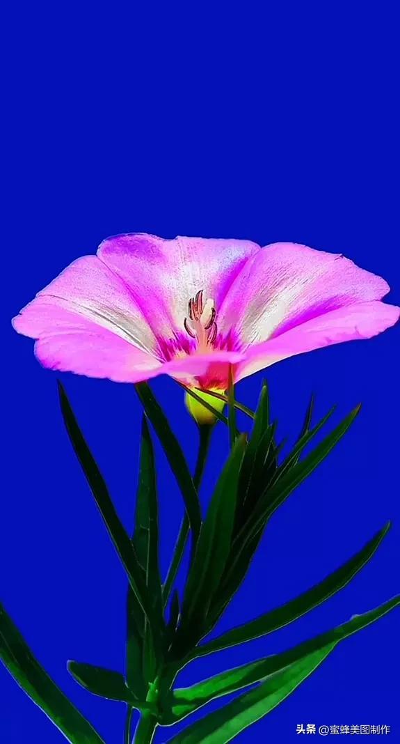 精美桌面壁纸蓝天白云天空美景(壁纸美图蓝天白云)(9)