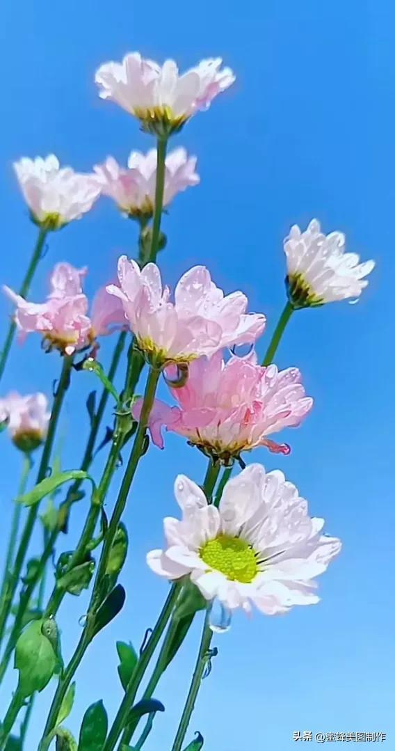 精美桌面壁纸蓝天白云天空美景(壁纸美图蓝天白云)(32)