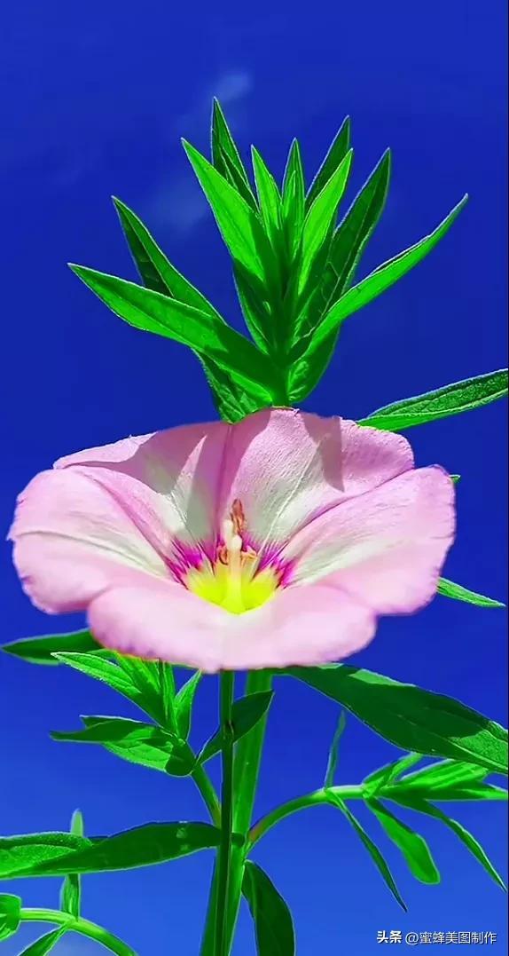 精美桌面壁纸蓝天白云天空美景(壁纸美图蓝天白云)(4)