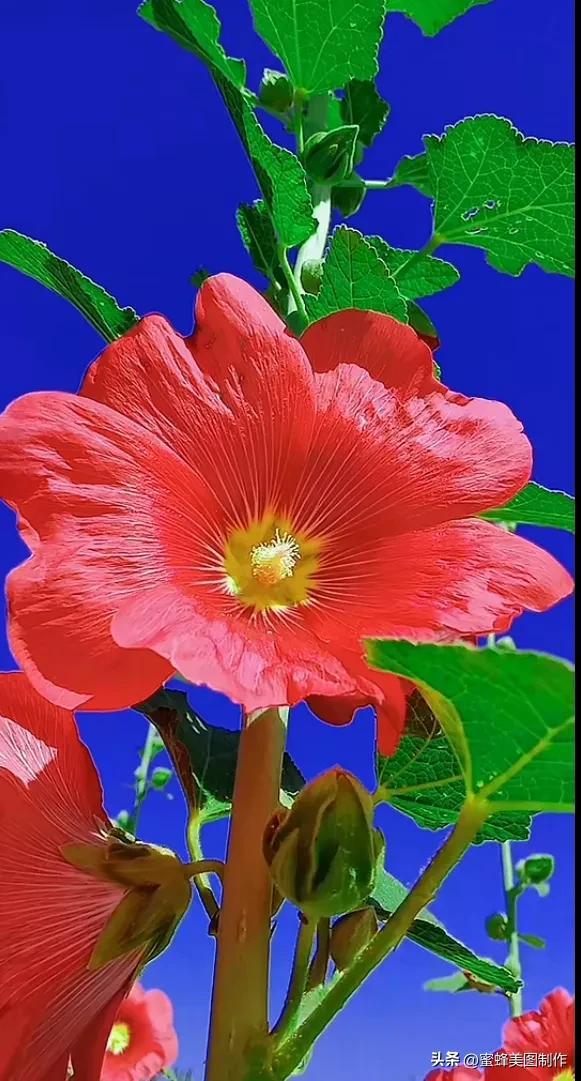 精美桌面壁纸蓝天白云天空美景(壁纸美图蓝天白云)(7)