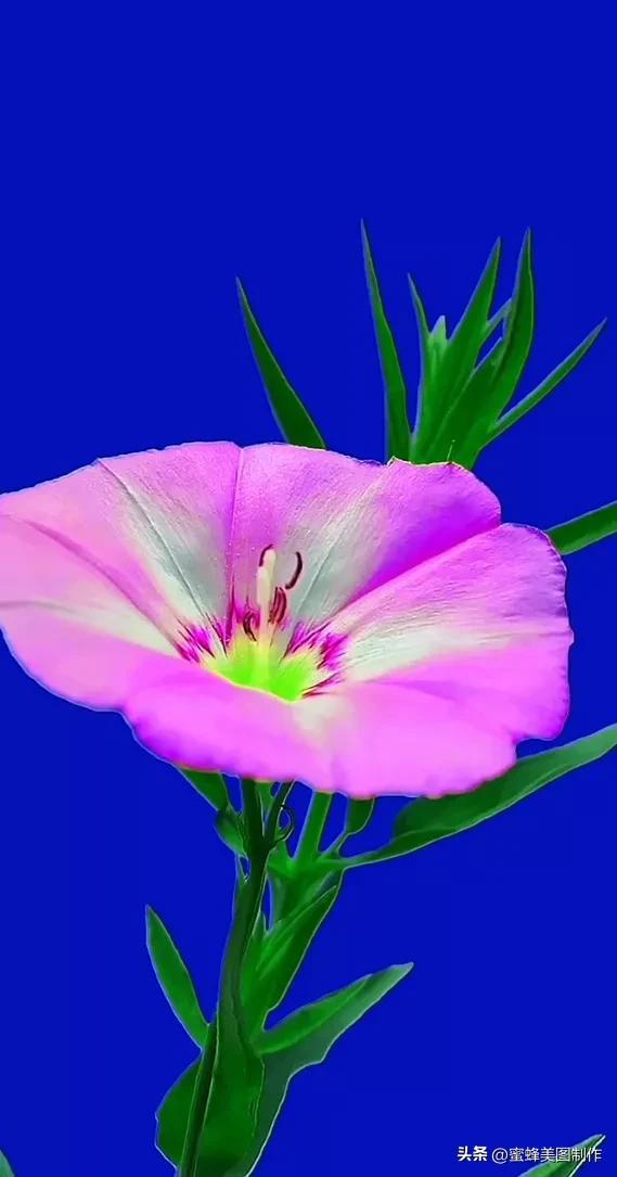 精美桌面壁纸蓝天白云天空美景(壁纸美图蓝天白云)(10)