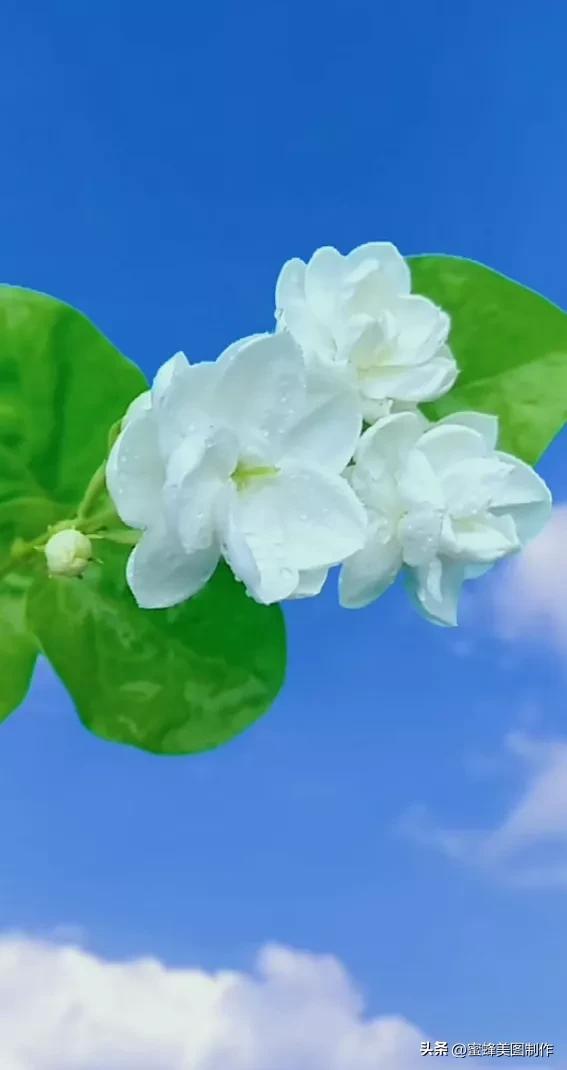 精美桌面壁纸蓝天白云天空美景(壁纸美图蓝天白云)(14)