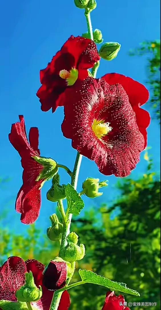 精美桌面壁纸蓝天白云天空美景(壁纸美图蓝天白云)(33)