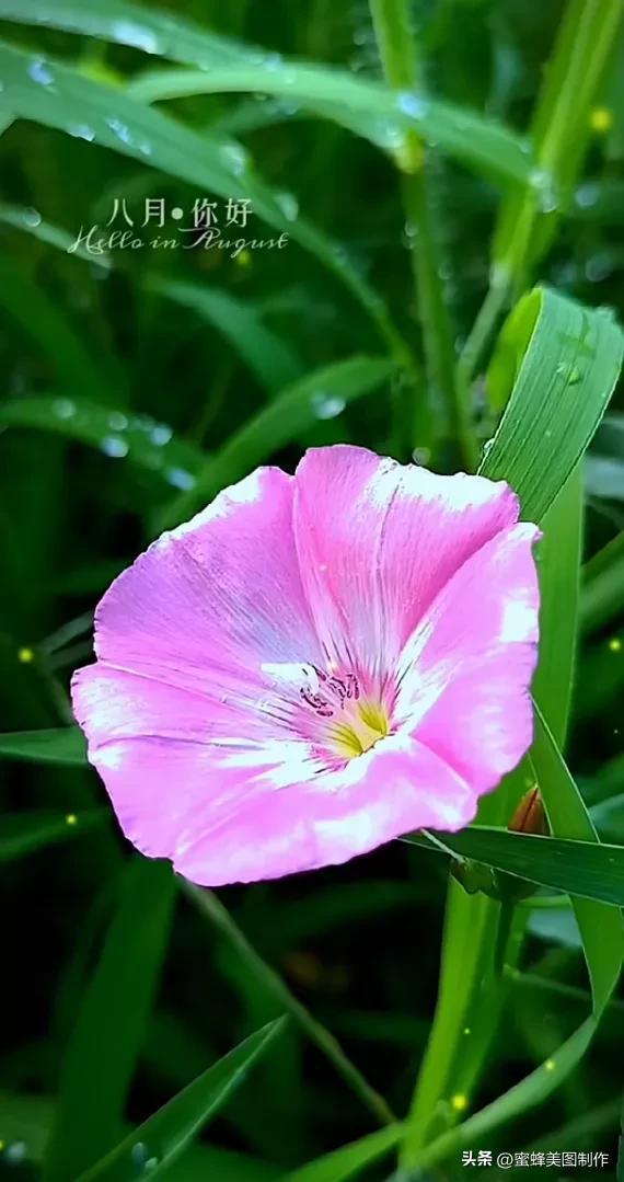 精美桌面壁纸蓝天白云天空美景(壁纸美图蓝天白云)(29)