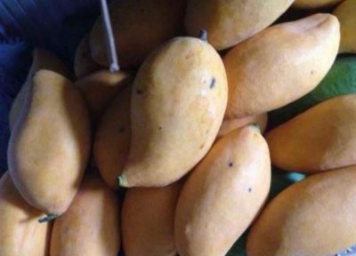 ​青芒太硬了怎么催熟，青芒果怎么催熟？