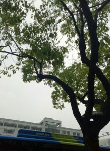 ​杭州有什么树