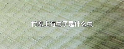 ​竹席上有虫子是什么虫