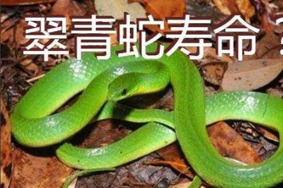 ​蛇的寿命一般能活多少年