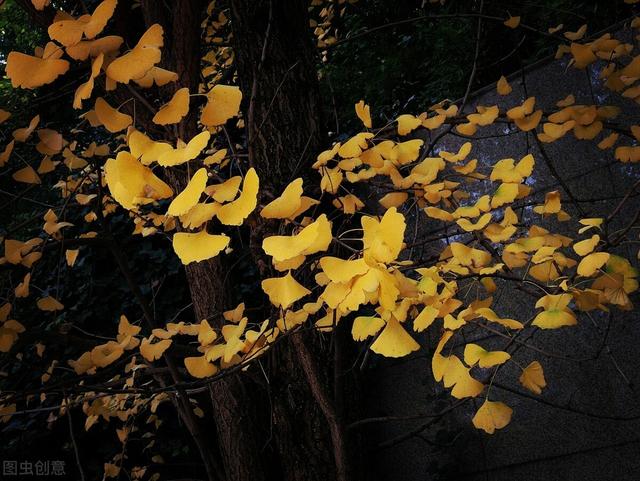 理查德克莱德曼60首钢琴曲（克莱德曼演奏的钢琴曲你听过几首）(5)