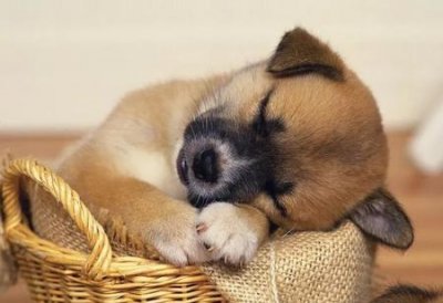 ​什么狗智商低(西施犬的智商排名)