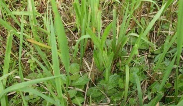 一种野草,人称“鬼羽箭”价值千元,可别当杂草踩了