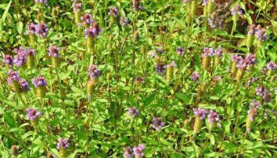 ​一种野草，人称“鬼羽箭”价值千元，可别当杂草踩了