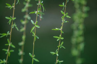 ​诗酒趁年华：苏轼的惆怅与洒脱
