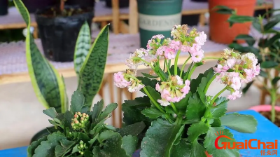 ​长寿花的花期是多久?长寿花的花期有多长？