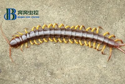 ​蜈蚣打死一只真的会引来很多吗？