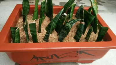 ​扦插虎皮兰快速生根的方法是什么？虎皮兰怎么扦插容意生根？