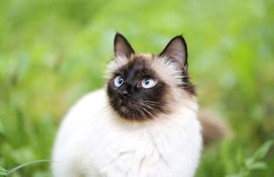 ​家猫养什么品种好(养猫应该养什么品种)