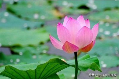 ​夏天有什么花开放名字和颜色（十种夏季开放的美丽花卉）