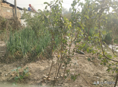 ​树苗怎么栽成活率高（掌握5个要点栽一棵活一棵）