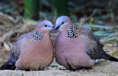 ​斑鸠来家的预兆（斑鸠飞进家里边代表着什么样的寓意）