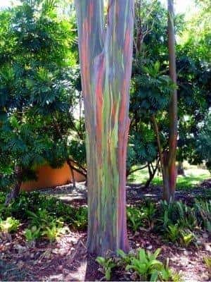 大自然有许多令人惊叹的奇观(奇妙的自然现象有哪些)