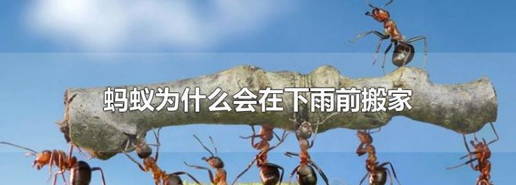 下雨前蚂蚁往高处还是低处搬家?