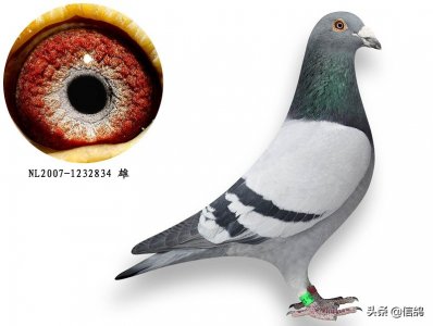 ​信鸽子养殖（信鸽的日常管理和饲养技巧，做好这几点很重要！）