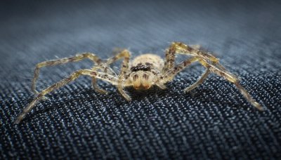 ​蜘蛛属于什么类