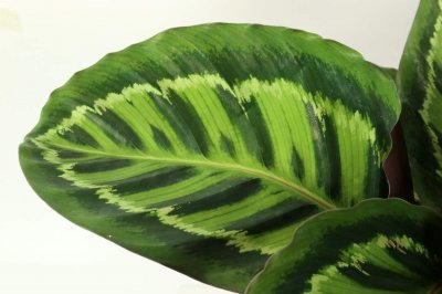 ​新买的竹芋怎么养