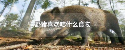 ​野猪喜欢吃什么食物