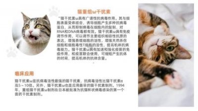 ​打猫咪的5大后果，即使再生气，劝你也不要打猫！ 打猫咪了怎么办？