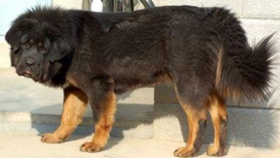 ​英短蓝猫身上有暗虎斑纹失格吗？英短蓝猫身上有暗虎斑纹多少钱