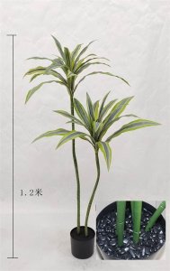 ​巴西美人铁的花语是什么