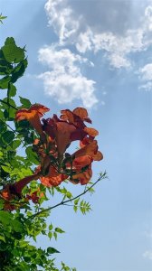 ​组图｜凌霄花：不期而遇的惊艳