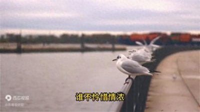 ​经典老歌《红尘来去一场梦》