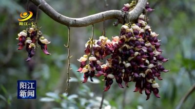 ​禾雀花：迎着暖阳绽放